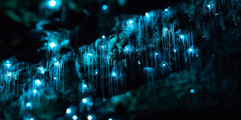 Byron Bay Glow Worm Experience